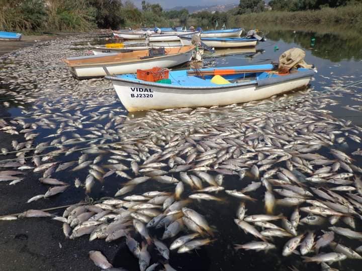 hécatombe de poissons béjaia